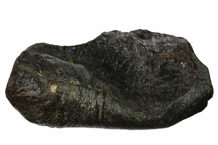 Fossil Whale Ear Bone - Miocene #136901